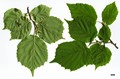 SpeciesSub: var. mandshurica